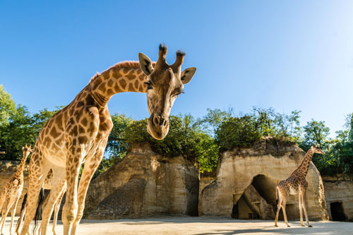 bioparc girafes